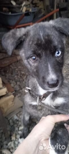 Отдам в добрые руки