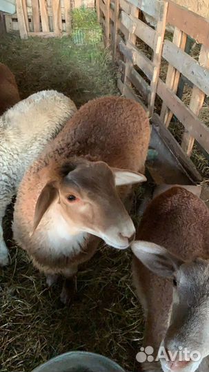 Катумские овцы