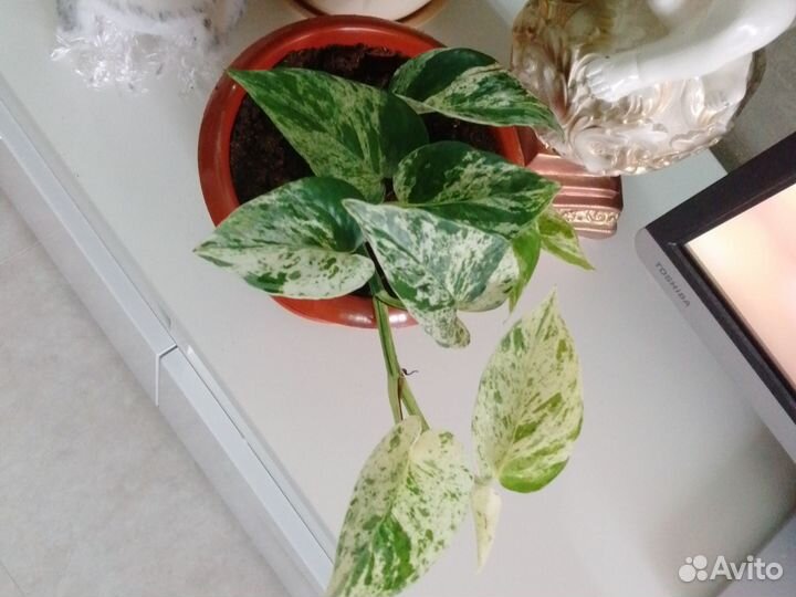 Сциндапсус Марбл квин, Треби, Золотистый