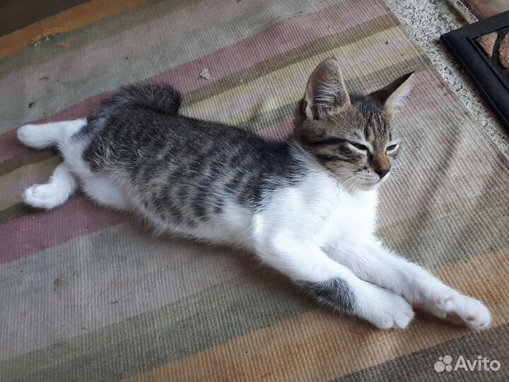 Котята отдам бесплатно