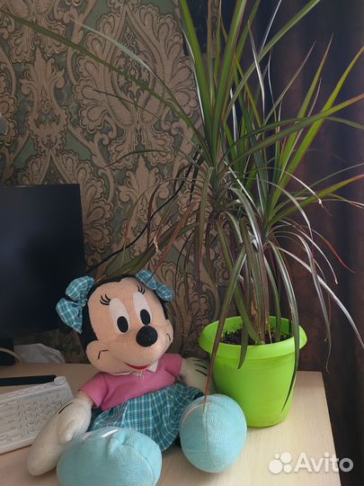 Драцена узколистная