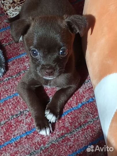 Собака в добрые руки отдам бесплатно