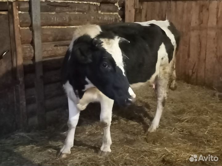 Корова дойная