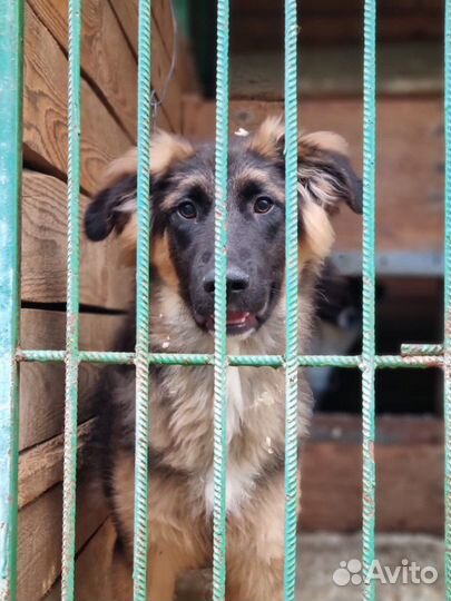 Собаки бесплатно в добрые руки