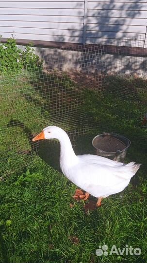 Гусь и две гусыни