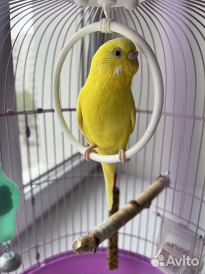 Волнистый попугай самка с клеткой