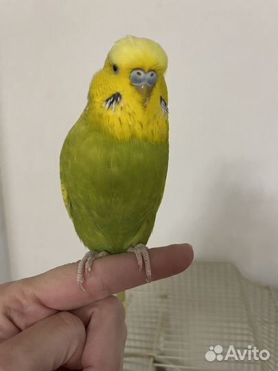 Выставочный волнистый попугай