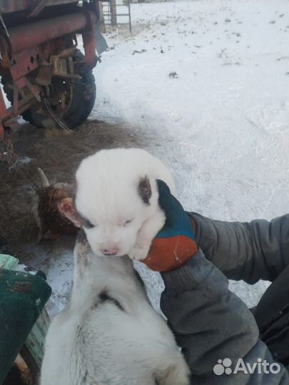 Щенки Алабая