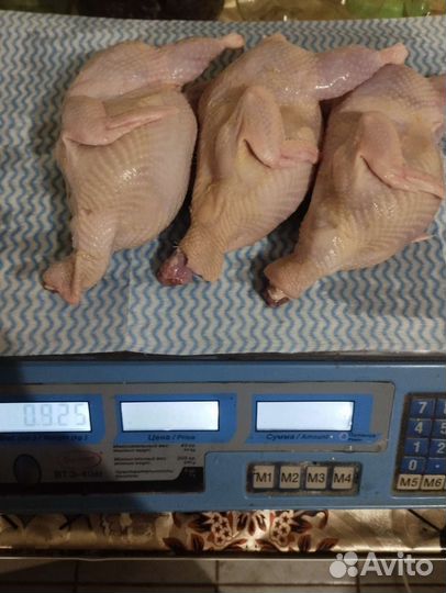 Яйца мясо перепелов