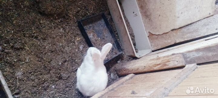 Продам кроликов