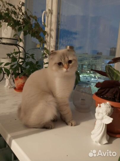 Шотландская