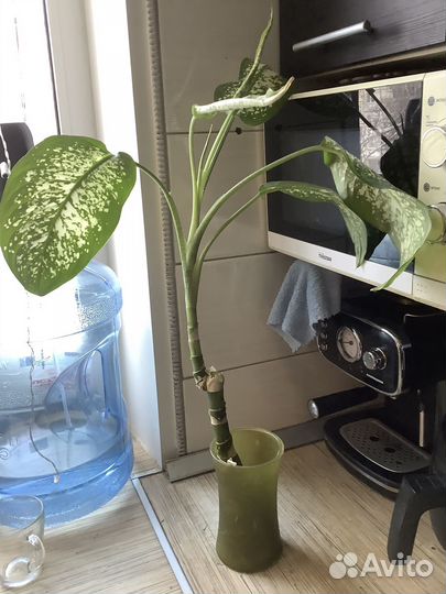 Диффенбахия