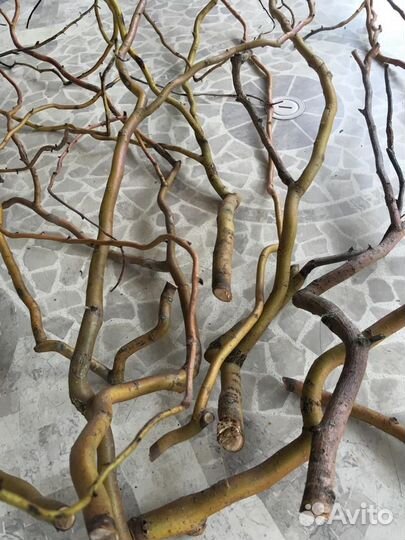 Ветви и стволы ивы Матсуды