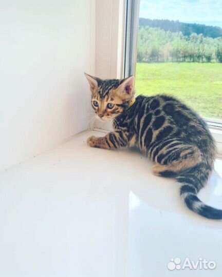 Бенгальская