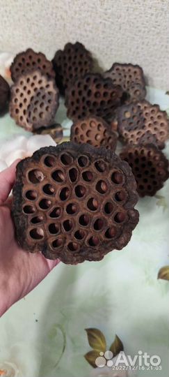 Коробочки лотоса