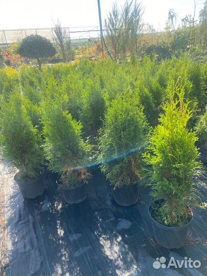 Туя Смарагд 80 см