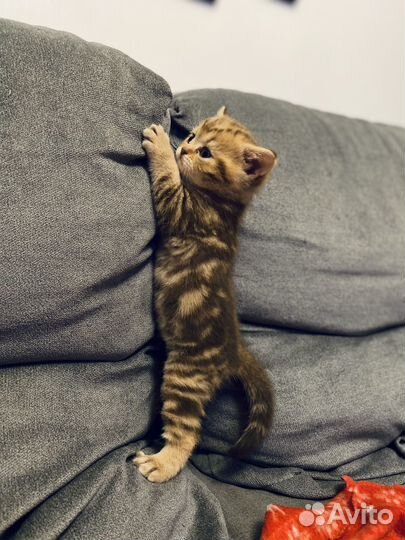 Шотландские котята