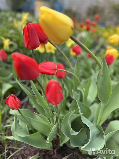 Луковицы тюльпанов