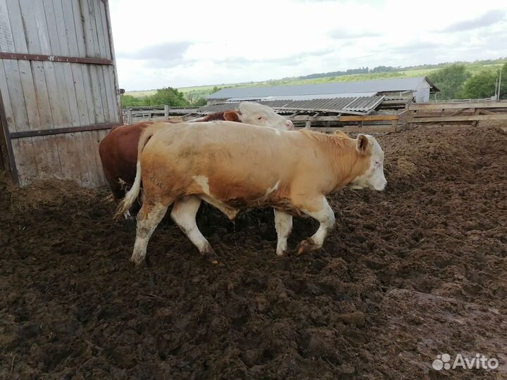 Быки симменталы