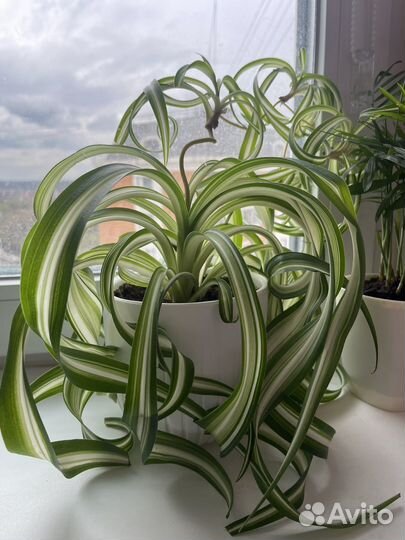 Хлорофитум кудрявый