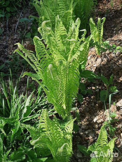 Папоротник