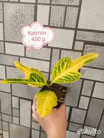 Комнатные растения цветы