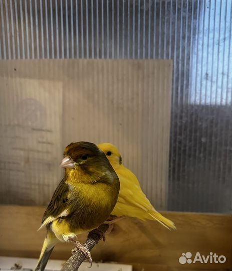 Кенара и канарейки