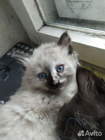 Котята пушистые