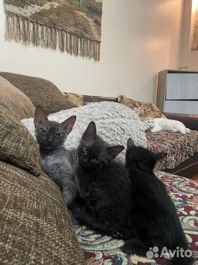 Котята бесплатно