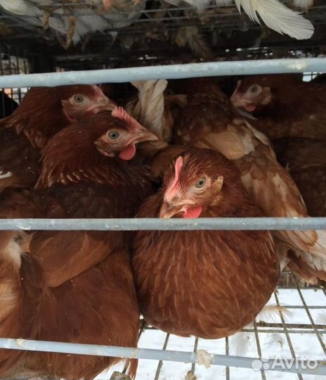 Куры молодки