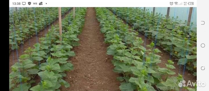 Рассада огурцов под заказ