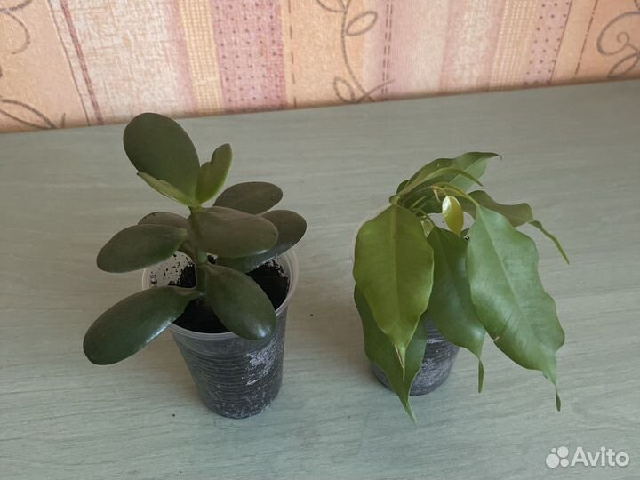 Красула и фикус