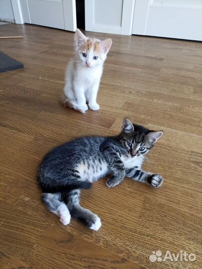 Котята бесплатно