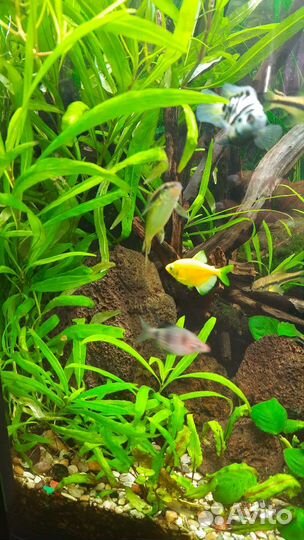 Аквариумные растения прополка