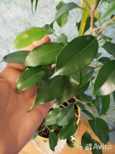 Фикус Даниэль