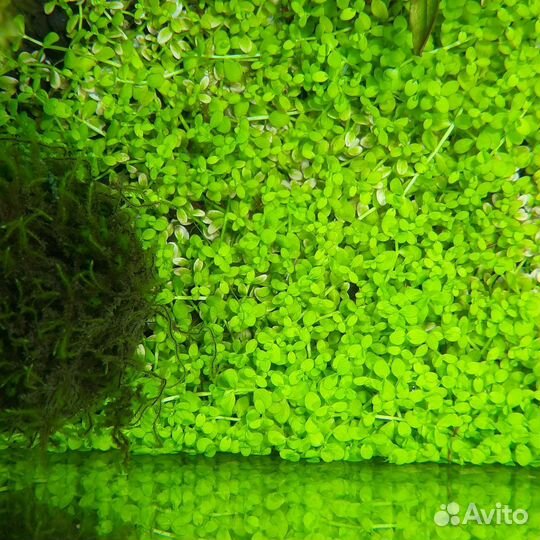 Аквариумные растения