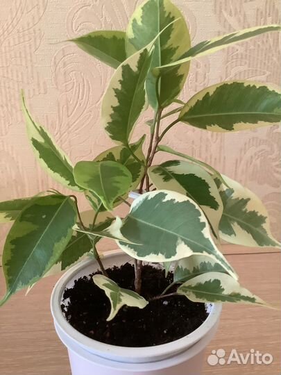 Фикус бенджамина пестролистный