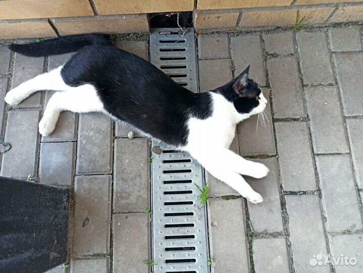 Дружелюбный Кот