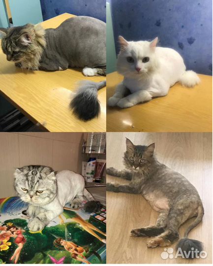 Стрижка собак и кошек