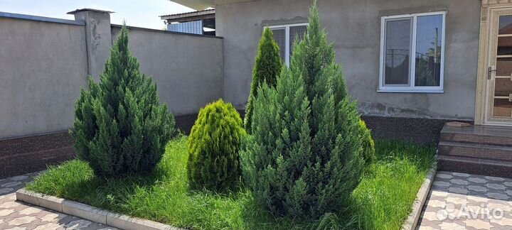 Можжевельник