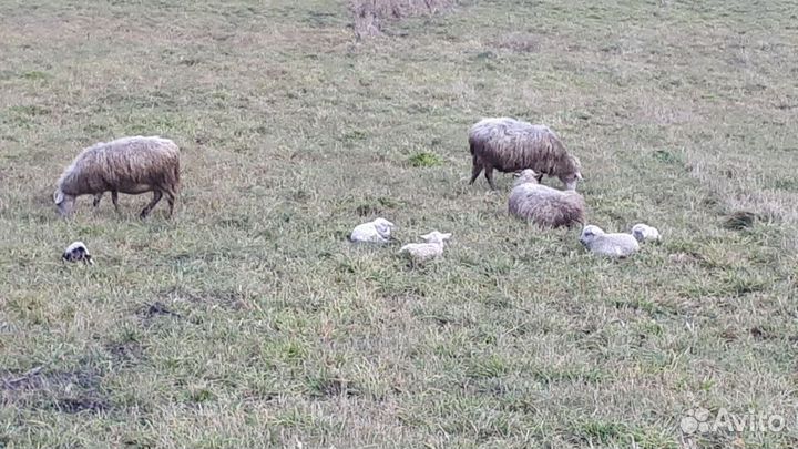 Бартер/продажа овец баран коров быки ферма земли