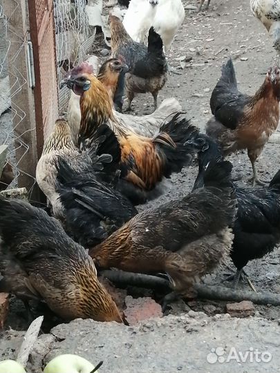 Яйцо инкубационное