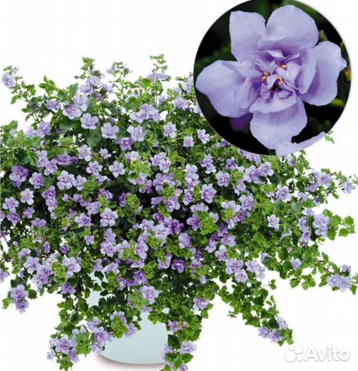 Бакопа вегетативная