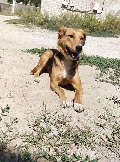 Крышечка из приюта
