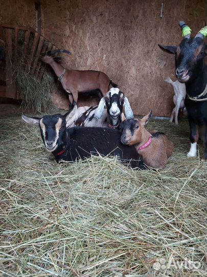 Молоко козье,яйцо,сыр брынза,творог