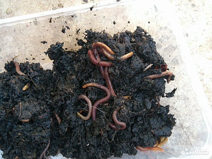 Черви рыбацкие,красные