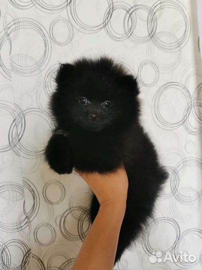 Щенок померанского шпица