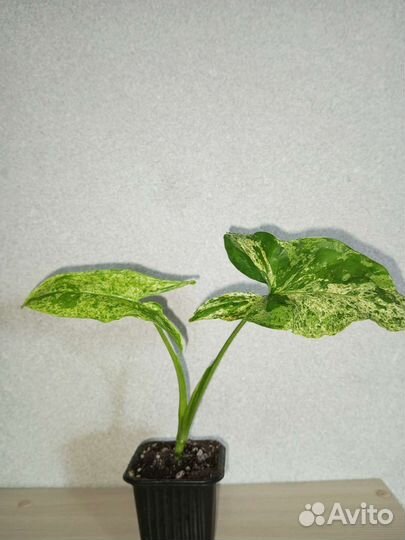 Сингониум моттлед