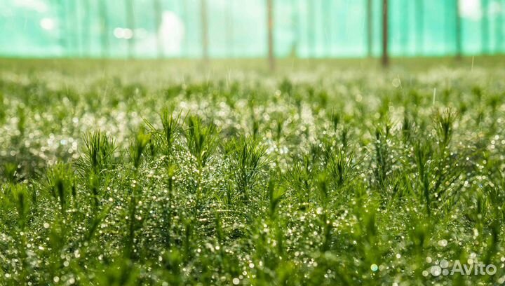 Сеянцы кедра Сибирского