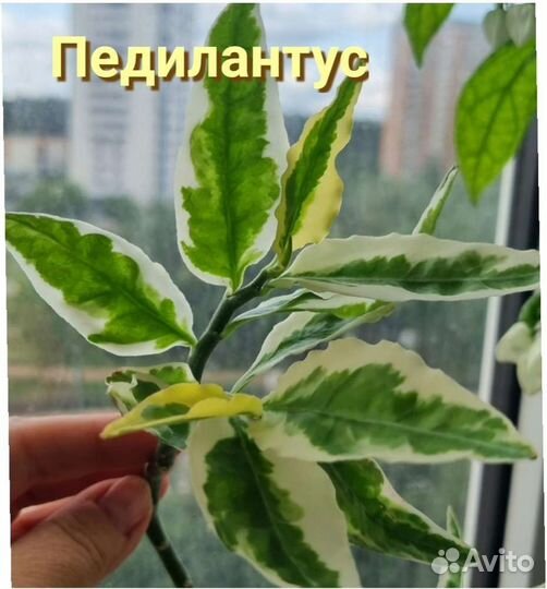 Много домашних растений